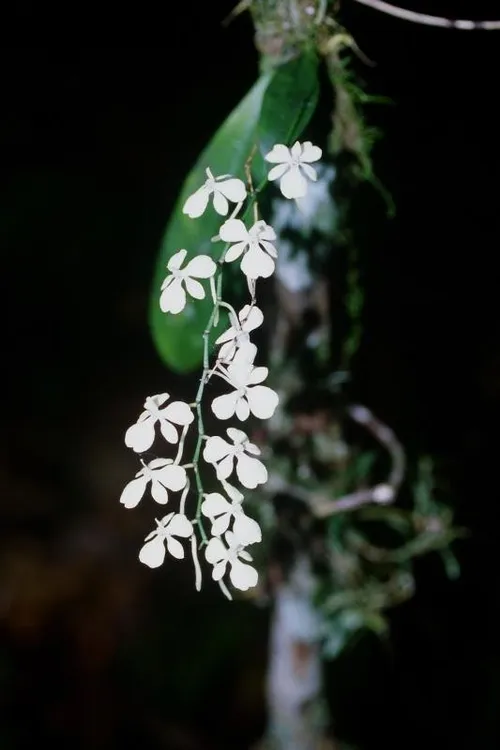 エランギス・シトラタ (Aerangis citrata) - PictureThis