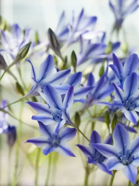 ブローディア属 Triteleia 花言葉 毒性 よくある質問 Picturethis ブローディア属 Triteleia 花言葉 毒性 よくある質問 Picturethis
