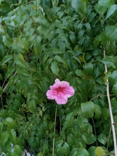 ピンクノウゼンカズラ（ピンク凌霄花） (ケア, 特徴, 花, 画像)