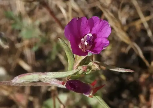 サンジソウ属 Clarkia 花言葉 毒性 よくある質問 Picturethis