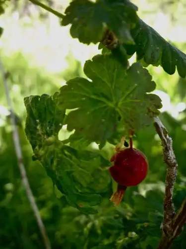 スグリ属 酸塊属 Ribes 花言葉 毒性 よくある質問 Picturethis