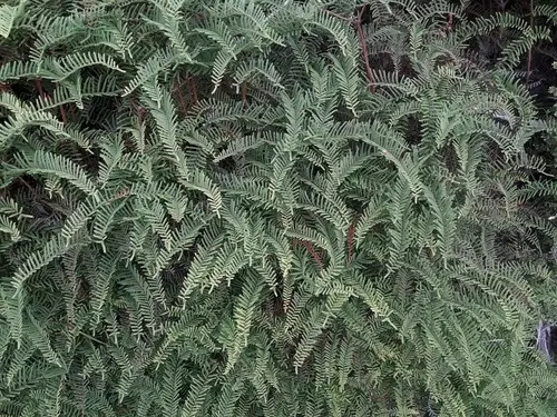 Pitted tangle fern