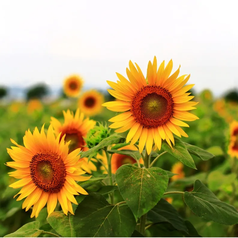 son las semillas de girasol venenosas para los perros