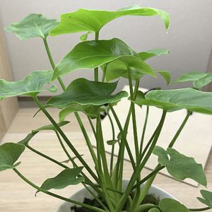 シマクワズイモ (Alocasia cucullata) - PictureThis