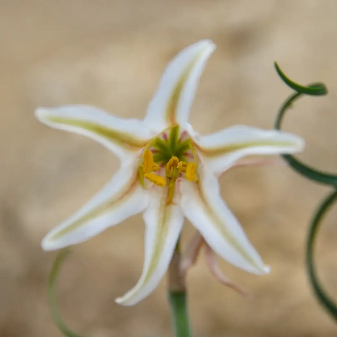 キルタンサス属 Cyrtanthus 花言葉 毒性 よくある質問 Picturethis