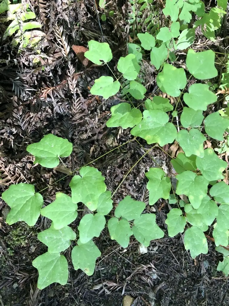 アメリカイカリソウ属 Vancouveria 花言葉 毒性 よくある質問 Picturethis アメリカイカリソウ属 Vancouveria 花言葉 毒性 よくある質問 Picturethis