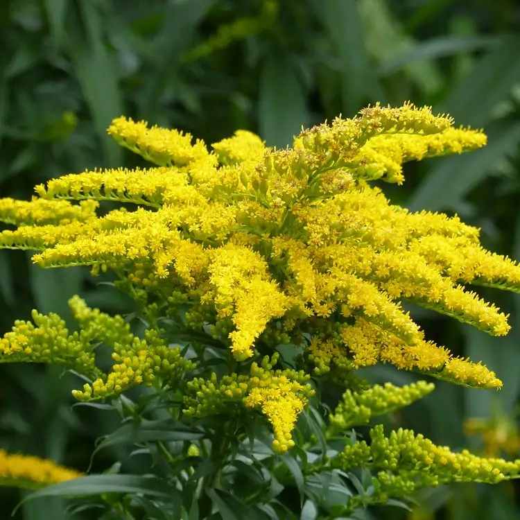 Canada goldenrod Solidago canadensis Plant Poisonous Uses