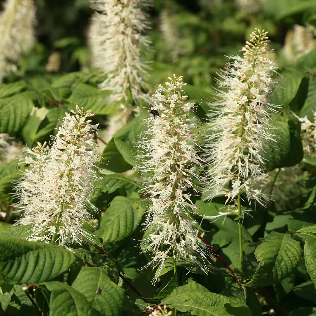 Fertilizing Bottlebrush