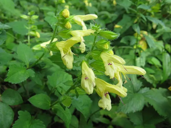 Salvia blanca Cuidados (Plantando, Fertilizantes, Enfermedades) -  PictureThis