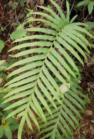 ヒリュウシダの育て方・栽培方法