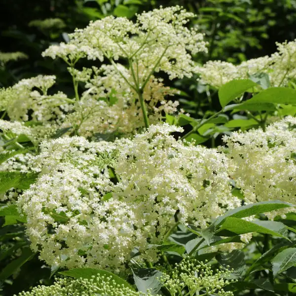 ニワトコ属 Sambucus 花言葉 毒性 よくある質問 Picturethis ニワトコ属 Sambucus 花言葉 毒性 よくある質問 Picturethis