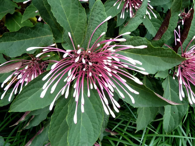 クレロデンドラム・クアドリロクラレ (Clerodendrum quadriloculare) - PictureThis