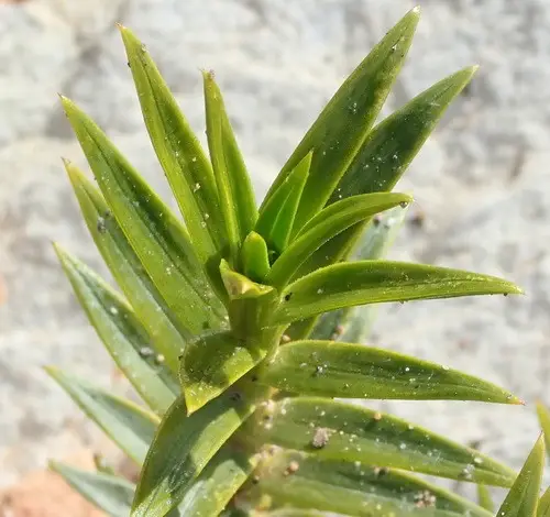Pteronia fasciculata