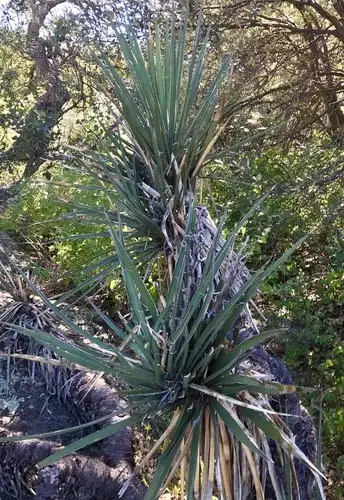 ユッカ属 (Yucca) 花言葉，毒性，よくある質問 - PictureThis