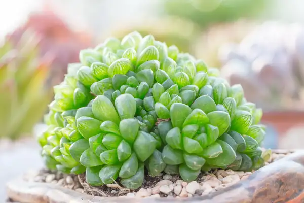 ハオルシア属 Haworthia 花言葉 毒性 よくある質問 Picturethis ハオルシア属 Haworthia 花言葉 毒性 よくある質問 Picturethis