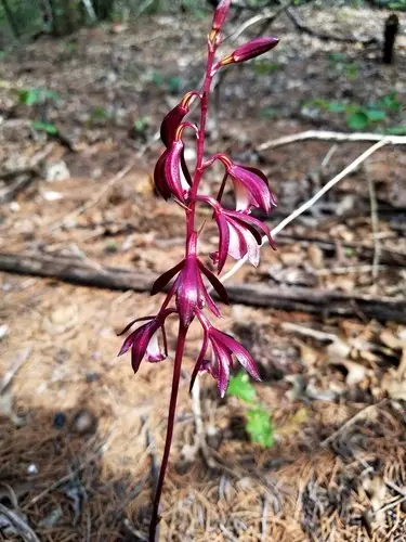 Texas crested coralroot