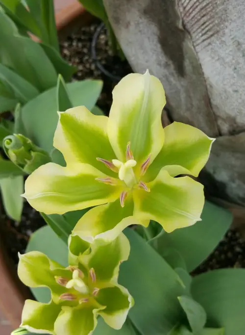 Tulips 'Yellow Springgreen'