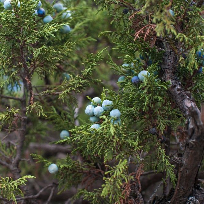 are juniper berries bad for dogs