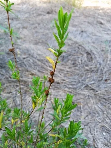 Heimia salicifolia - PictureThis