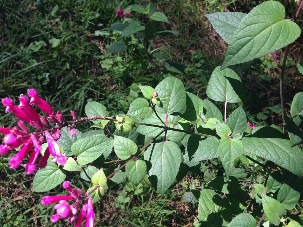 Sauge de grèce (Salvia fruticosa) - PictureThis