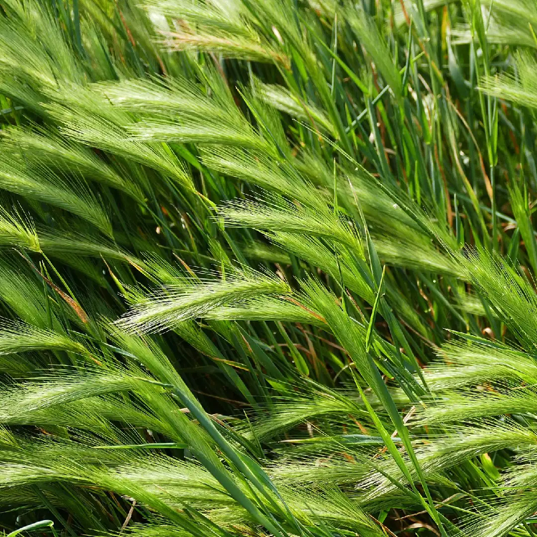 sunlight plants? How to protect Wall barley from sun and heat - PictureThis