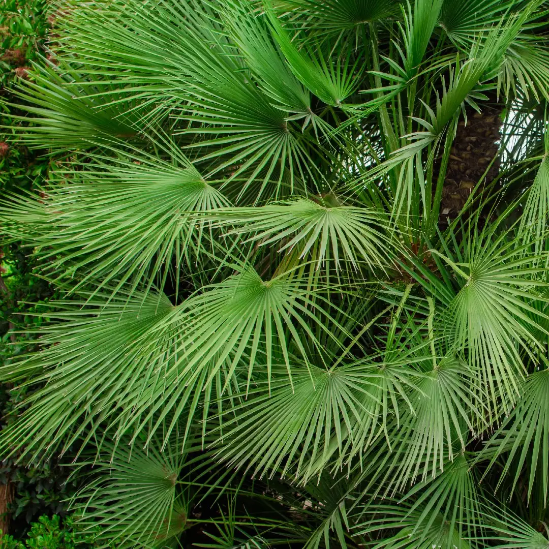 ミキナシサバル（幹無しサバル） (Sabal minor) 花言葉，毒性，よく