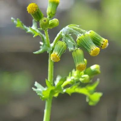html> <head></head> <body> <div> Can hurt plants? to protect Common groundsel from sun and heat damage? </body> </html> - PictureThis