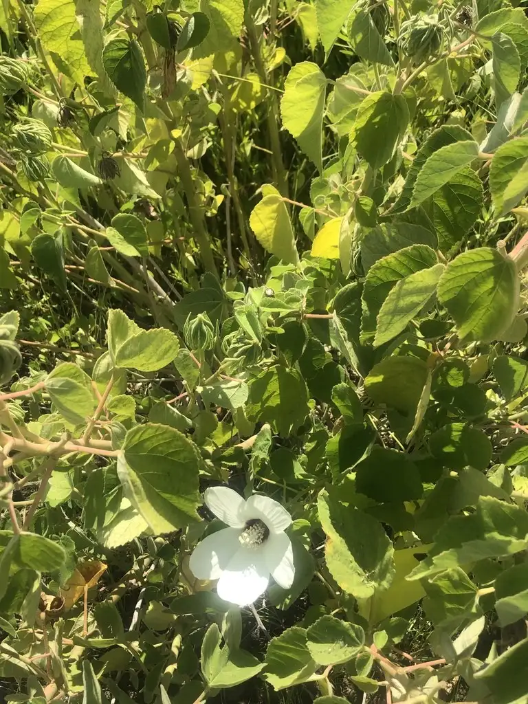 flor de avispa, creo q le conocen por hibisco en otros luga…, lilu77