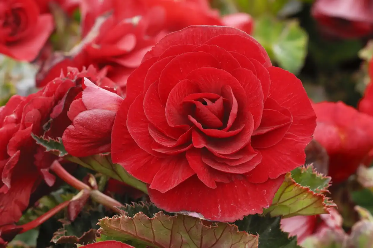 Begonia 'Roseform Red' Cuidados (Plantando, Fertilizantes, Enfermedades) -  PictureThis