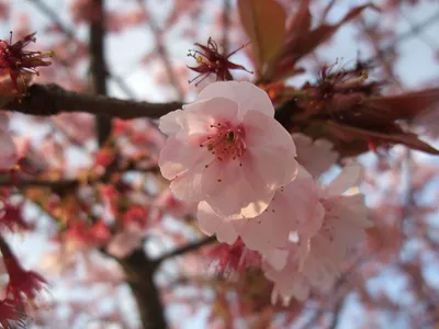 las flores de cerezo son malas para los perros