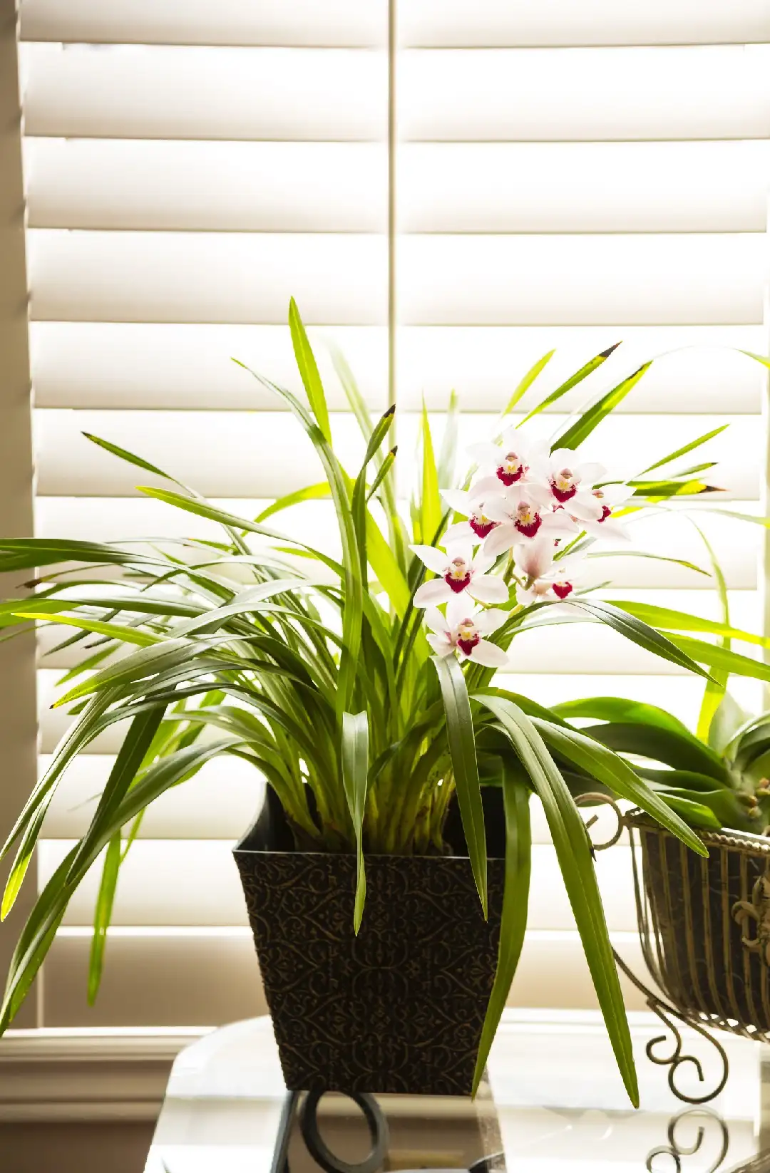 シンビジウム属 Cymbidium 花言葉 毒性 よくある質問 Picturethis シンビジウム属 Cymbidium 花言葉 毒性 よくある質問 Picturethis