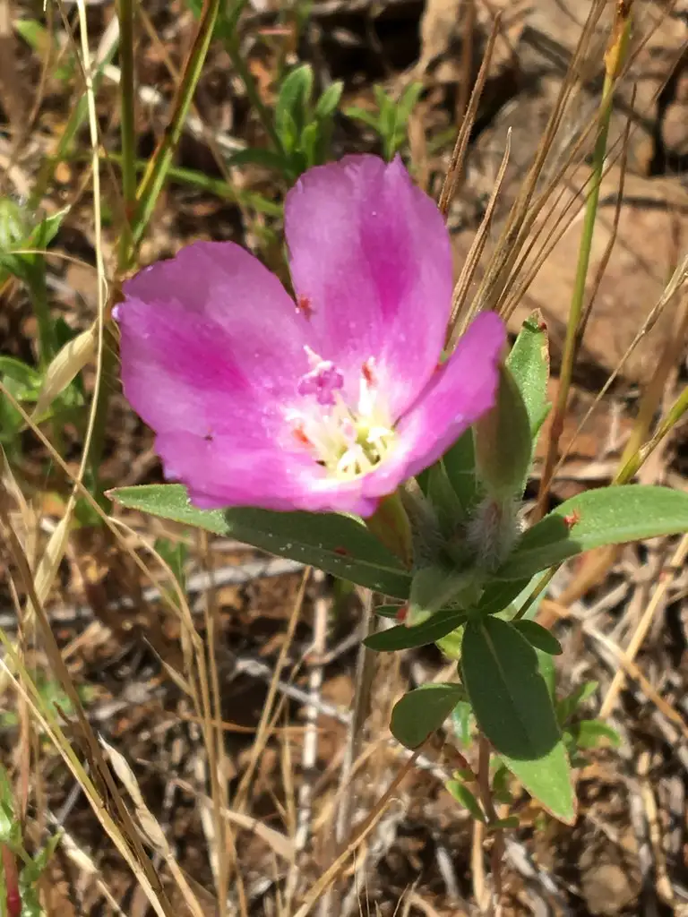 サンジソウ属 Clarkia 花言葉 毒性 よくある質問 Picturethis サンジソウ属 Clarkia 花言葉 毒性 よくある質問 Picturethis