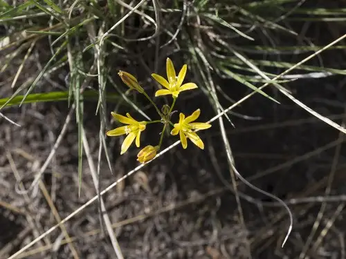 ブローディア属 Triteleia 花言葉 毒性 よくある質問 Picturethis ブローディア属 Triteleia 花言葉 毒性 よくある質問 Picturethis