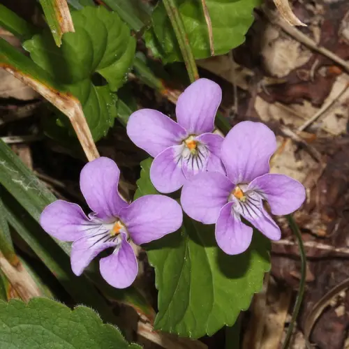 Bunga Violet Selkirk
