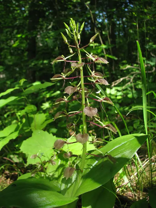Brown widelip orchid