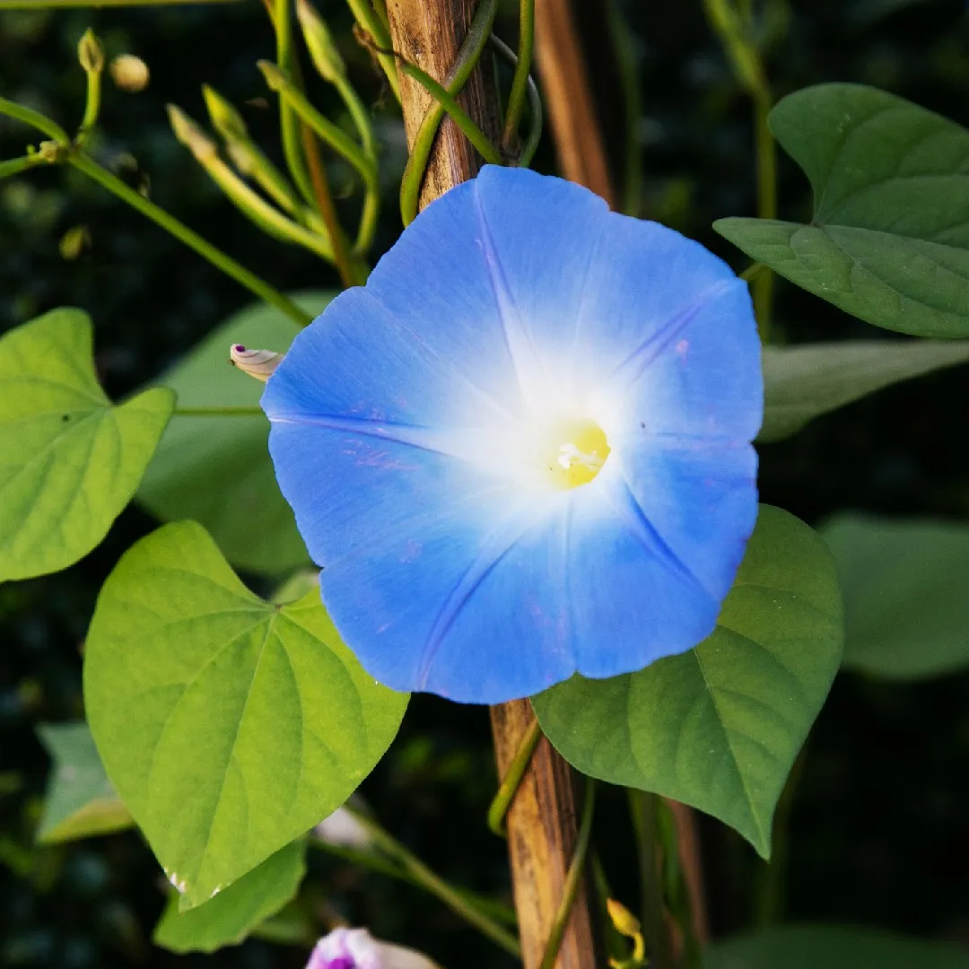 Mexican morning glory (Ipomoea tricolor) Flower, Leaf, Care, Uses