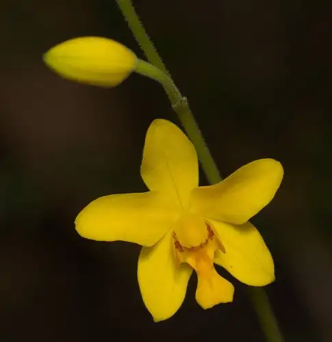 Ha fiori simili all'orchidea questa pianta che possiamo coltivare  all'interno o in giardino perché non ha bisogno di troppa luce