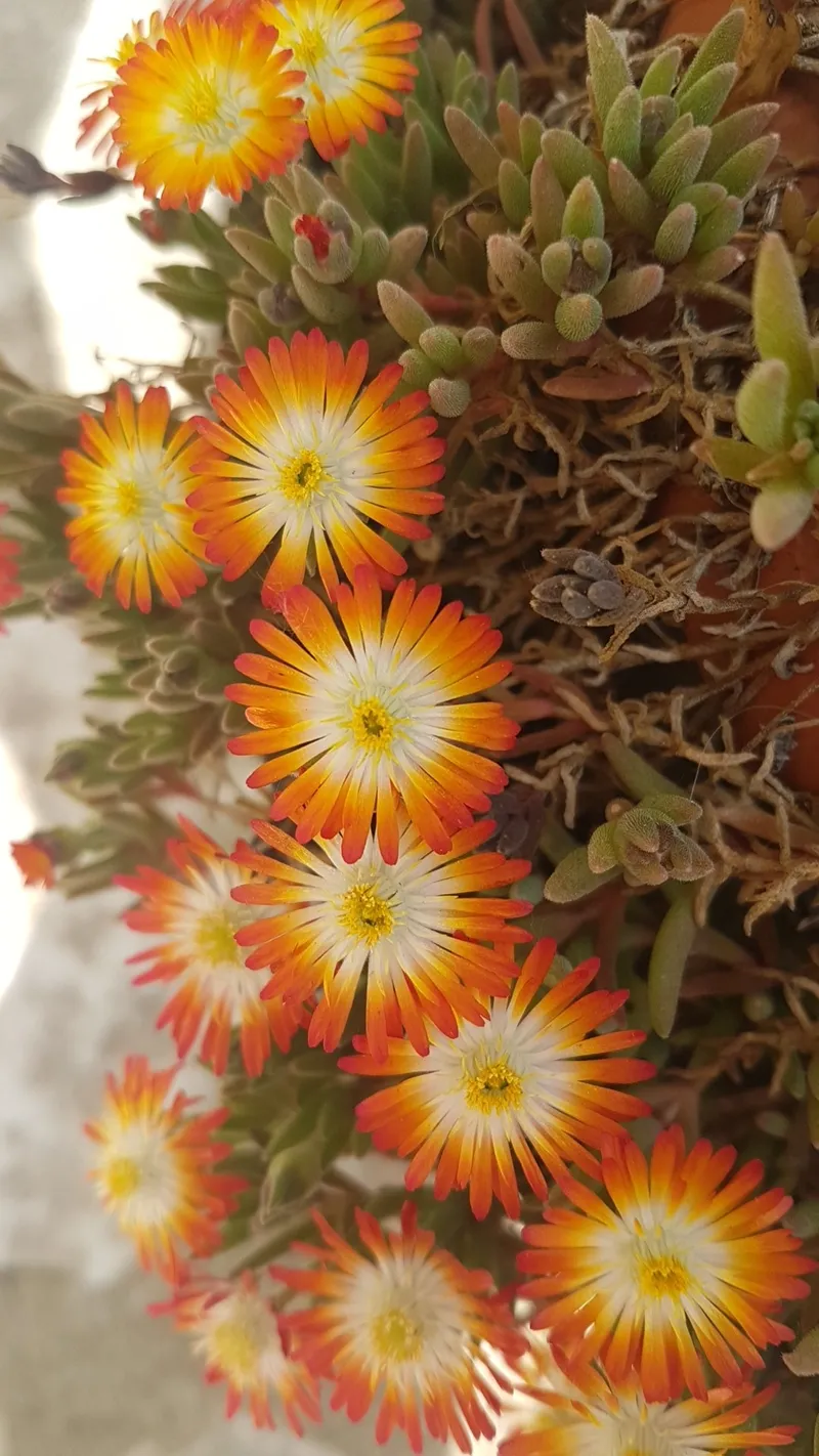 タイカンマツバギク（耐寒松葉菊） 'Jewel of the Desert Topaz'が多肉植物ガーデニングに最適な理由