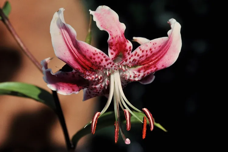 カノコユリ（鹿の子百合） (Lilium speciosum) - PictureThis