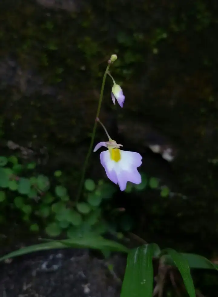 タヌキモ属 Utricularia 花言葉 毒性 よくある質問 Picturethis