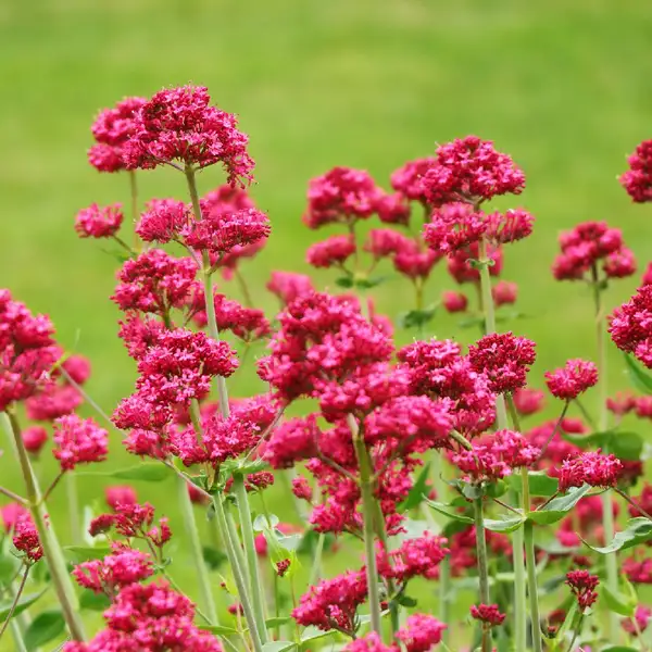 セントランサス属 Centranthus 花言葉 毒性 よくある質問 Picturethis