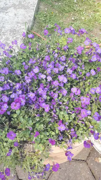 ムラサキナズナ属 Aubrieta 花言葉 毒性 よくある質問 Picturethis ムラサキナズナ属 Aubrieta 花言葉 毒性 よくある質問 Picturethis