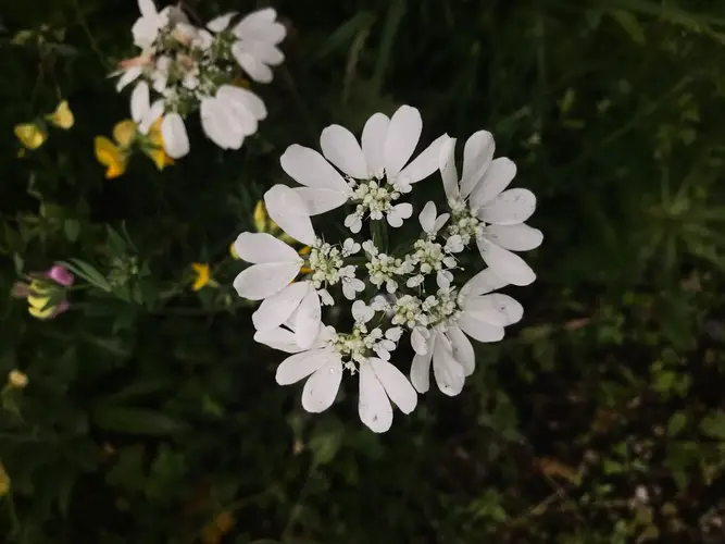 Flor del lazo blanco