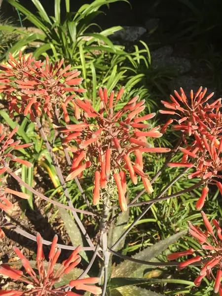 アロエ属 Aloe 花言葉 毒性 よくある質問 Picturethis アロエ属 Aloe 花言葉 毒性 よくある質問 Picturethis