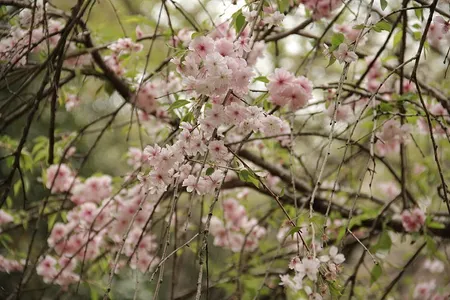 las flores de cerezo son malas para los perros