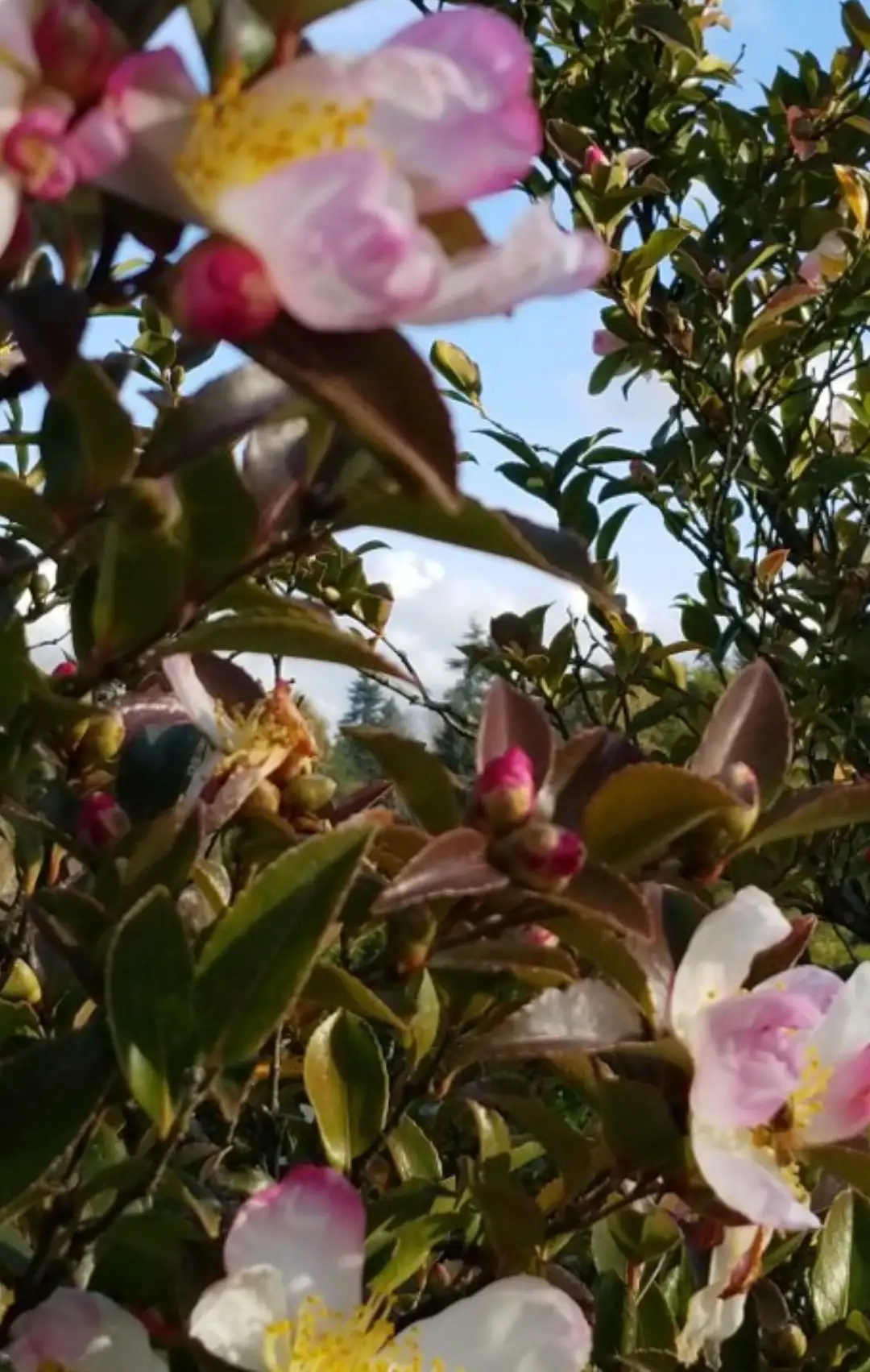 Camellia japonica 'Fairy Blush' Cuidados (Plantando, Fertilizantes,  Enfermedades) - PictureThis