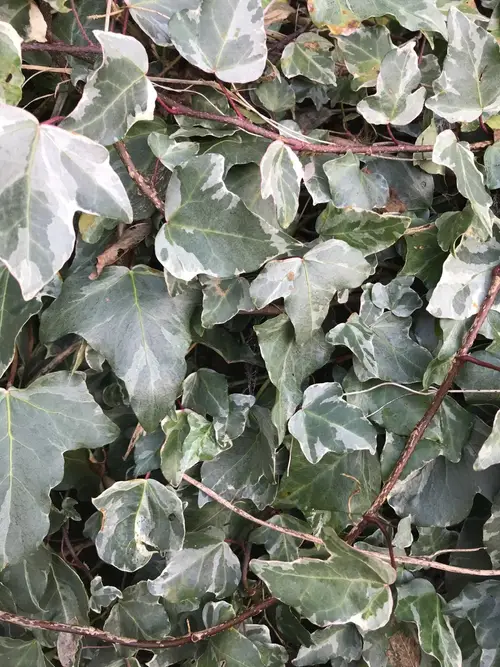 Algerian ivy