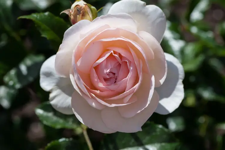 Roses 'Sweet Juliet' Care (Watering, Fertilize, Pruning, Propagation) -  PictureThis