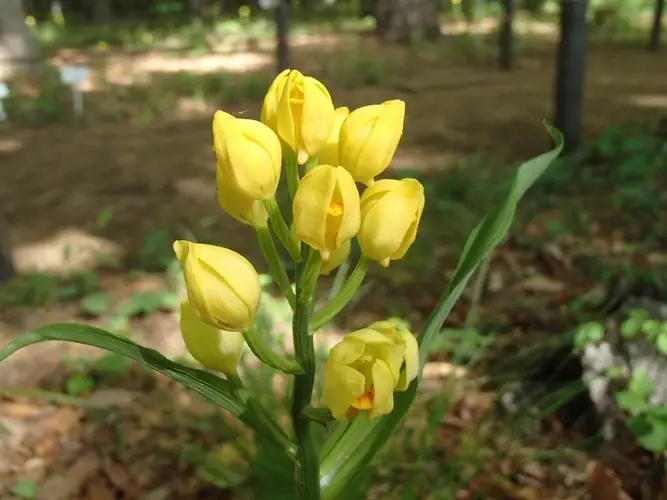 Golden orchid