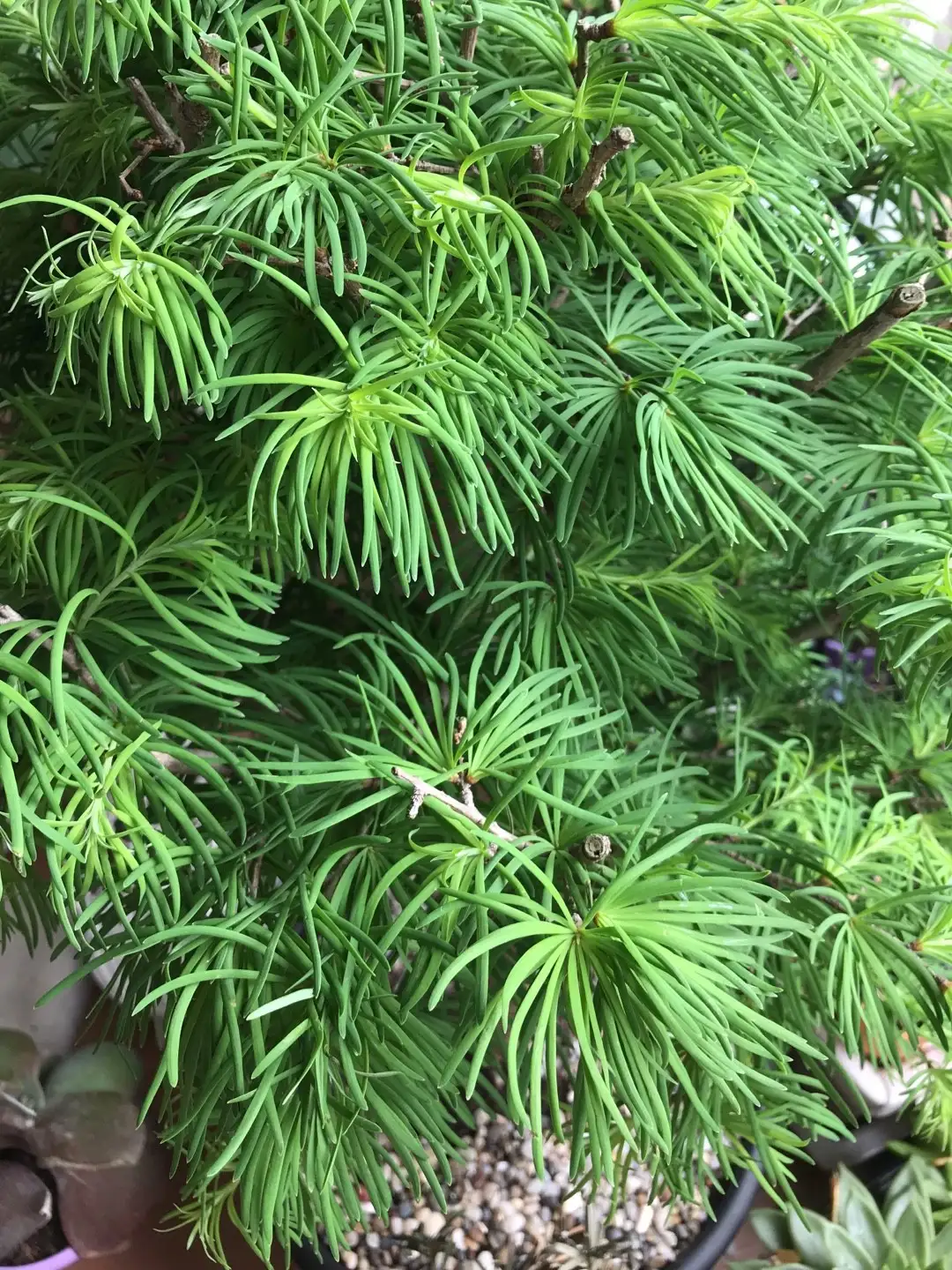 イヌカラマツ属 Pseudolarix 花言葉 毒性 よくある質問 Picturethis イヌカラマツ属 Pseudolarix 花言葉 毒性 よくある質問 Picturethis